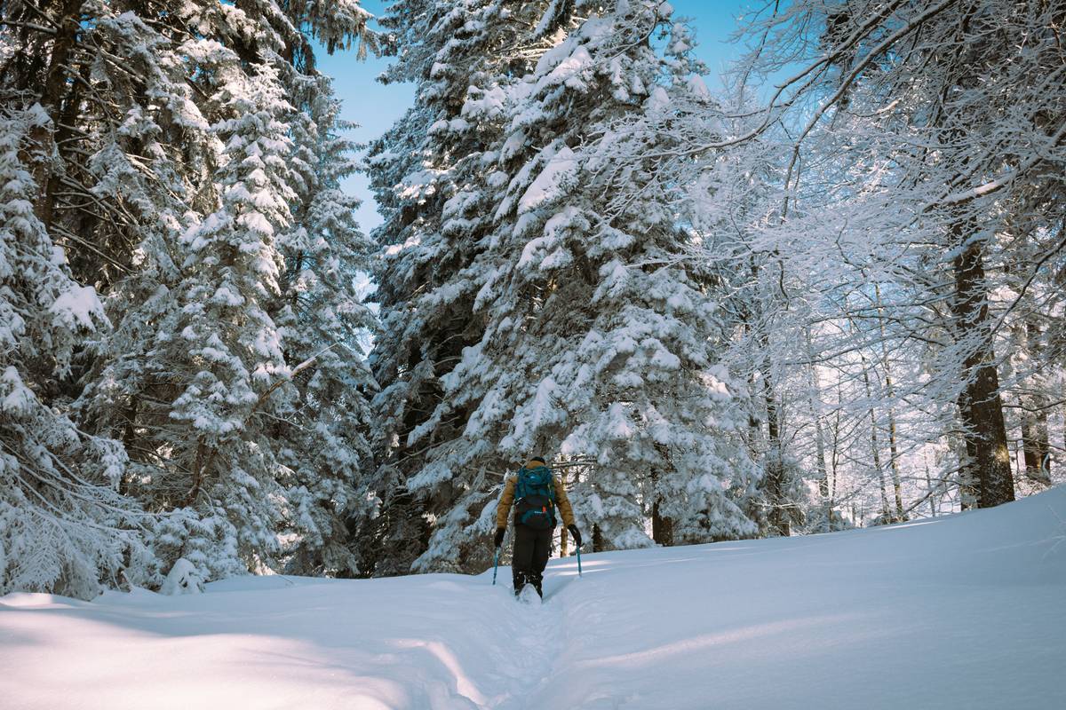 Powder Snowshoe Track: 7 Proven Ways to Avoid a Painful Winter Misstep