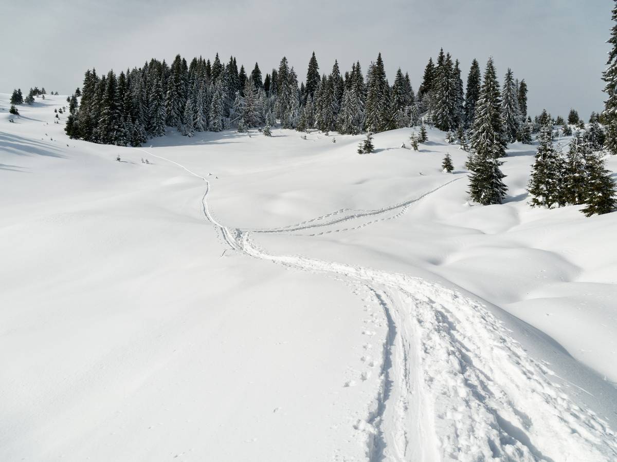 Hiker following a clear powder snowshoe track through pine forest under fresh snowfall